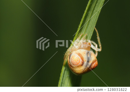 大胸霸鶲（雌性，幼年） 128031822
