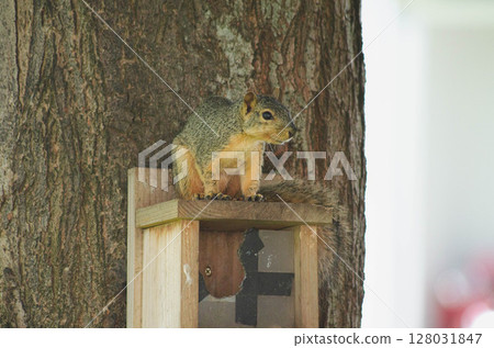 Wild Forest Squirrel Resting on Rustic Handmade Woodhouse Nest Box in Nature Wild Forest Squirrel Resting on Rustic Handmade Woodhouse Nest Box in Nature 128031847