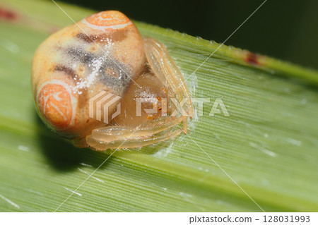 Large-breasted Flycatcher (female, juvenile) 128031993