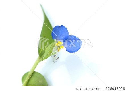 Blue Commelina communis 128032028