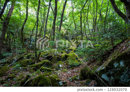 [Famous place for moss] Yamainudake [Kamikatsu Town] 128032078