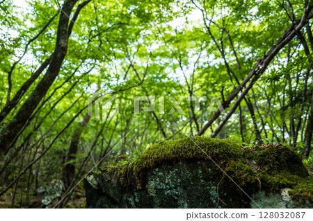[Famous place for moss] Yamainudake [Kamikatsu Town] 128032087