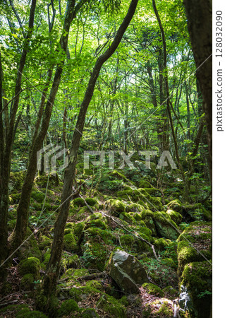 [Famous place for moss] Yamainudake [Kamikatsu Town] 128032090