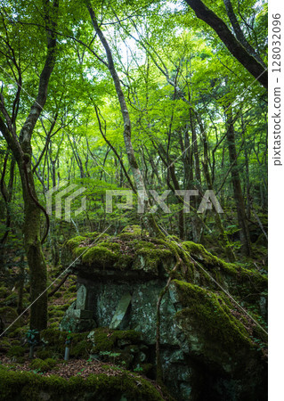 [Famous place for moss] Yamainudake [Kamikatsu Town] 128032096