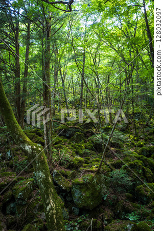 [Famous place for moss] Yamainudake [Kamikatsu Town] 128032097