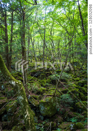[Famous place for moss] Yamainudake [Kamikatsu Town] 128032098