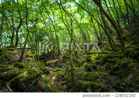 [Famous place for moss] Yamainudake [Kamikatsu Town] 128032102