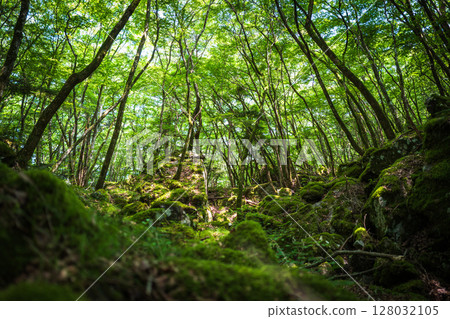 [Famous place for moss] Yamainudake [Kamikatsu Town] 128032105