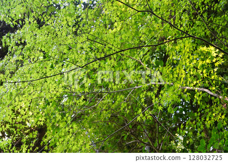 長德寺院內的綠楓 128032725