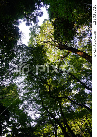 長德寺院內的綠楓 128032726