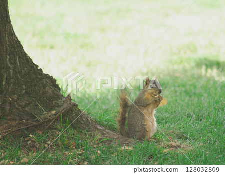 Squirrel on Guard in the Wild 128032809