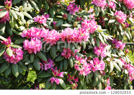 Pink azalea in full bloom Pink azalea in full bloom 128032833