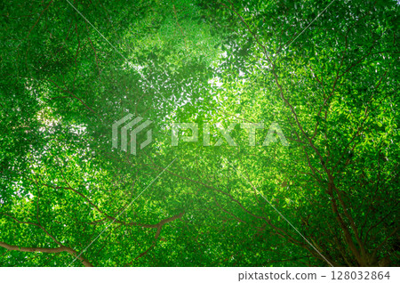 Green tree in forest. Nature background for carbon neutrality. Natural carbon sink fight climate change. Sustainability in carbon-neutral ecosystems. Sustainable environment. Natural carbon capture. Green tree in forest. Nature background for carbon neutrality. Natural carbon sink fight climate change. Sustainability in carbon-neutral ecosystems. Sustainable environment. Natural carbon capture. 128032864