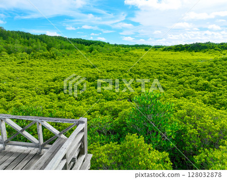 Aerial view green mangrove forest. Carbon storage, climate change mitigation, and conservation of vital marine habitats. Essential for coastal protection, restoration efforts, and blue carbon programs 128032878