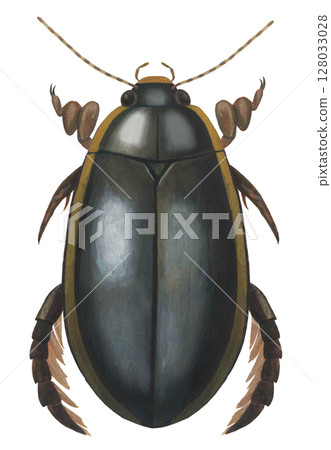 Illustration of a diving beetle Illustration of a diving beetle 128033028