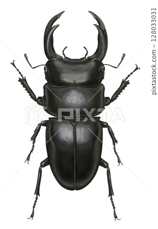一隻巨大的雄鹿甲蟲的插圖 128033031