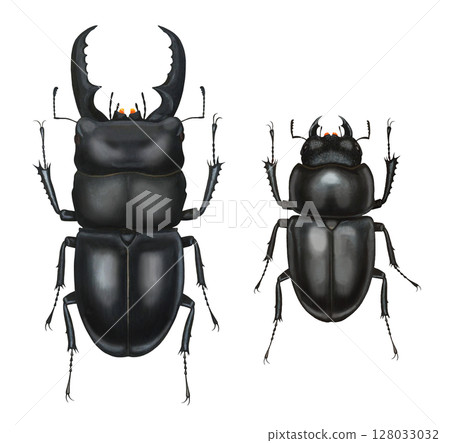 雄性和雌性鍬形蟲的插圖 雄性和雌性鍬形蟲的插圖 128033032