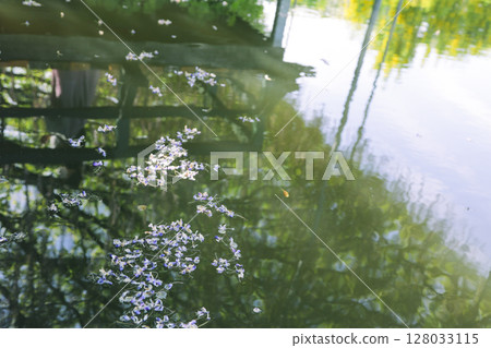 紫藤花在水錶面反射了 128033115