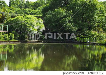 Wisteria reflected in the pond Wisteria reflected in the pond 128033117
