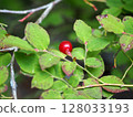 Red ripe fruits of the Japanese laurel tree on the edge of a Satoyama forest 128033193