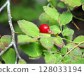 Red ripe fruits of the Japanese laurel tree on the edge of a Satoyama forest 128033194