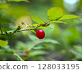 Red ripe fruits of the Japanese laurel tree on the edge of a Satoyama forest 128033195
