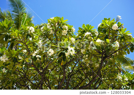 夏威夷威基基盛開的雞蛋花 128033304