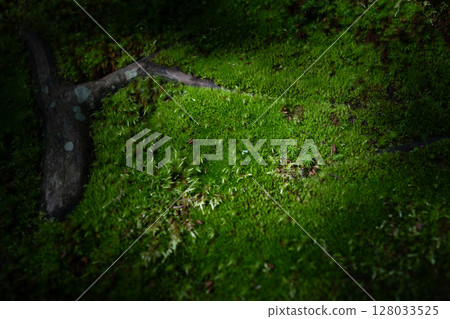 Moss-covered ground 128033525