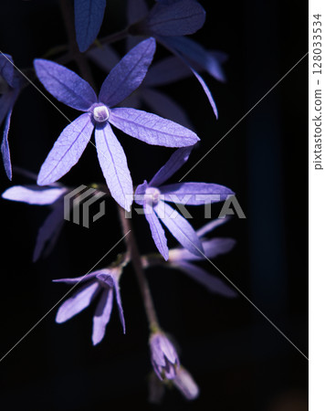 close up of flower close up of flower 128033534