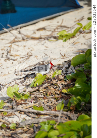 Birds on Lanikai Beach, Hawaii 128033544