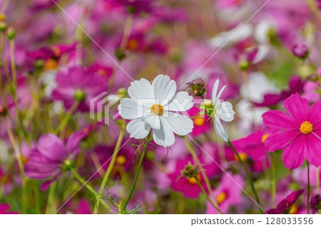 White cosmos blooming in full bloom White cosmos blooming in full bloom 128033556