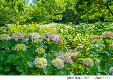 淡色的繡球花靜靜地盛開 淡色的繡球花靜靜地盛開 128033557