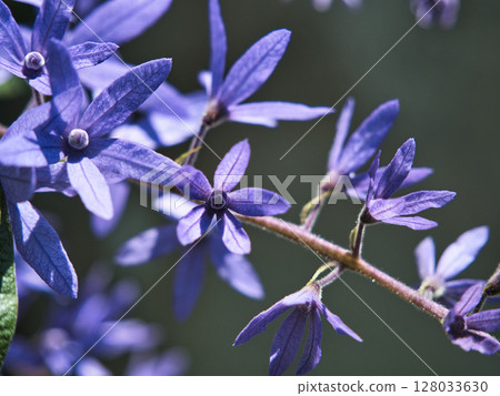 wild flowers of apple tree wild flowers of apple tree 128033630