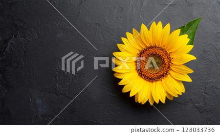 Captivating bright yellow sunflower blooms, isolated with detailed petals and seeds, against black and rustic wooden backgrounds Captivating bright yellow sunflower blooms, isolated with detailed petals and seeds, against black and rustic wooden backgrounds 128033736