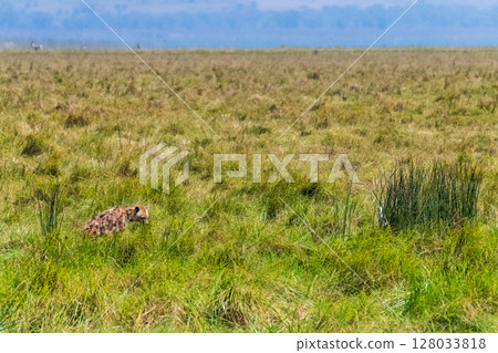 Spotted Hyena in the Ngorogoro crater Spotted Hyena in the Ngorogoro crater 128033818