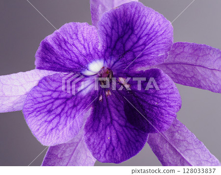 purple orchids on black 128033837
