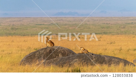 Lions resting on a rock Lions resting on a rock 128033838