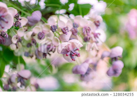 阿克比花 阿克比花 128034255