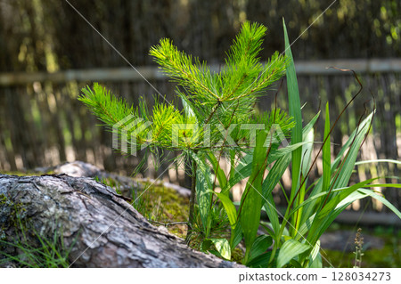 夏日風景 夏日風景 128034273