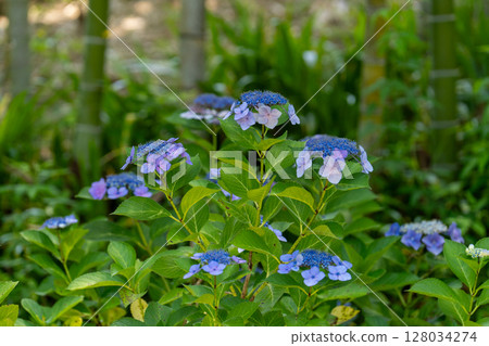 夏日風景 夏日風景 128034274
