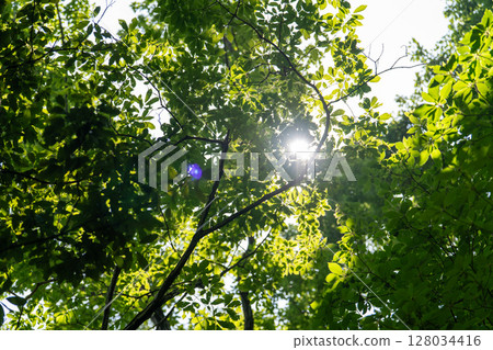 Summer landscape 128034416