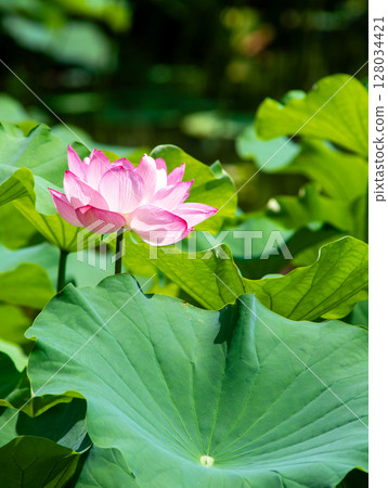 風景與蓮花 128034421