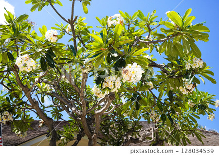 Hawaii Plumeria 128034539