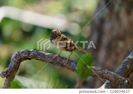 夏花園麻雀 夏花園麻雀 128034637