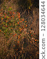 red cherry tree in the autumn 128034644