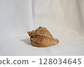seashell on white background  128034645