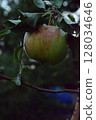 ripe apples on a tree 128034646