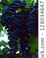 green grapes in the vineyard 128034647