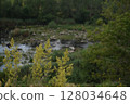 yellow autumn forest with green trees 128034648