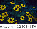 yellow flowers in garden 128034650
